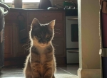 IMG_2367 Lost cat
