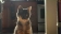 Lost cat 