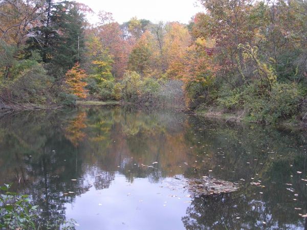 Open Space Pond