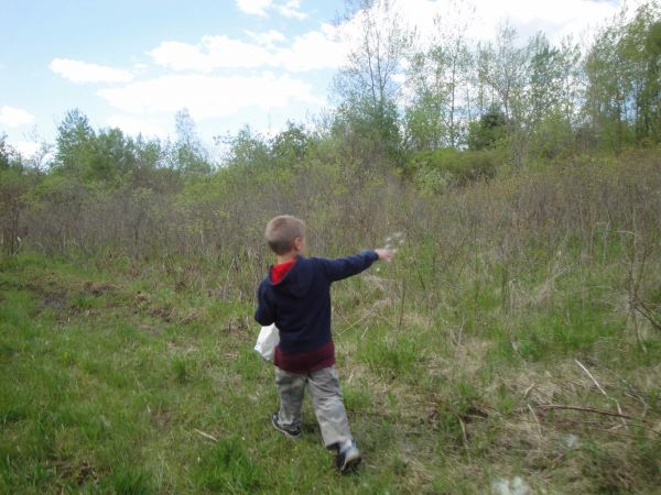 Veteran s Memorial Scattering Milkweed