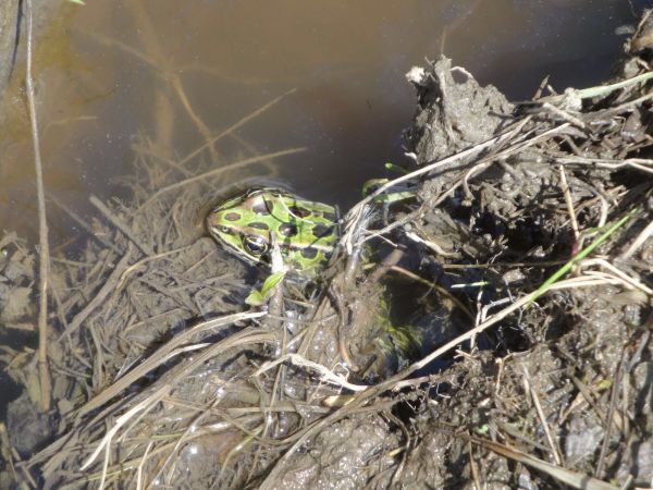 Veteran s Park Frog